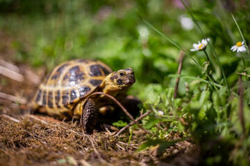 Pet Tortoise enjoying a hot summers day