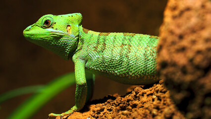 green lizard on a tree