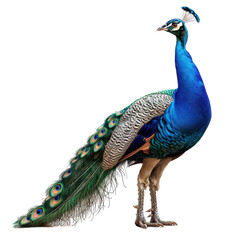 Fototapeta premium Stunning peacock showcasing vibrant blue and green feathers in a natural pose, perfect for wildlife and nature photography.
