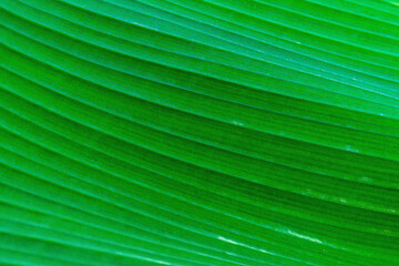 Textured surface of large green fresh banana tree leaf close-up. Blank for artwork, natural environment. Conceptual design with lines created by nature itself