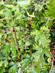 Raindrops on cobwebs 