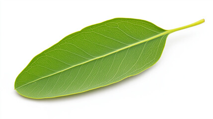 Obraz premium Single green leaf with detailed veins on white background with copy space