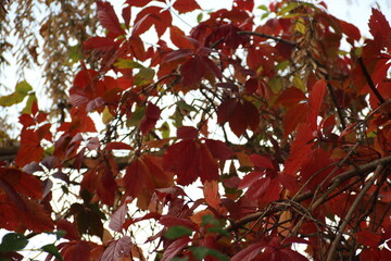 many red leaves of trees close-up on the background of the sun