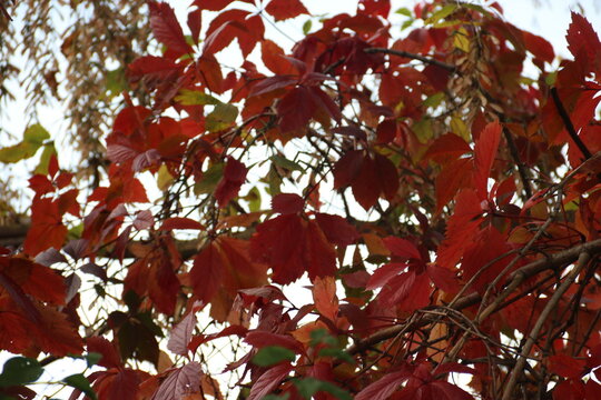 many red leaves of trees close-up on the background of the sun