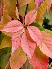 closeup of autumnal red leaves in a garden, wild grapes