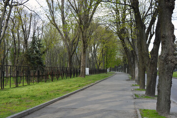 Bright, beautiful nature with city parks, trees, shrubs, green grass, streets, alleys for walking in the city of Dnipro, Dnepropetrovsk, Ukraine.