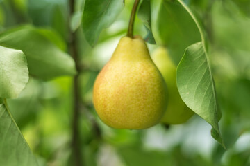 Pears on a tree branch closeup in orchard