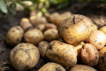 Pile of ripe potatoes on ground in field