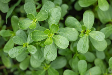 Purslane Portulaca oleracea, close-up in sunny outdoor