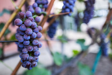 beautiful bunch of ripe blue grapes hanging on vineyard. ripe grapes ready for harvest at a...