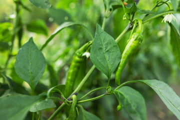 Chili pepper plantation with plastic film placed over the ground, yellow chilli pepper plant in a farmer's field