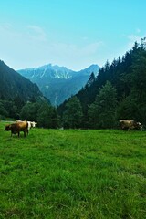 Austrian Alps - view of the Stubai Alps and Stubai valley from the Bärenbad