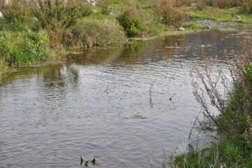 The beautiful natural River in Cyprus
