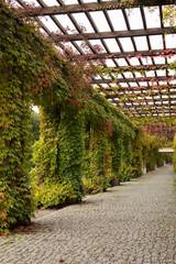 Autumn pergola-veranda with columns entwined with maiden grapes in the Italian style, autumn postcard, autumn in a city public park, autumn walk
