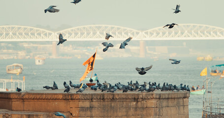 Varanasi, India. Bird Take Off from Sacred Ghat In Varanasi. Pigeons Fly Up In Slow Mo. Birds...