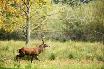 Beautiful and imposing male Red deer (Cervus elaphus)