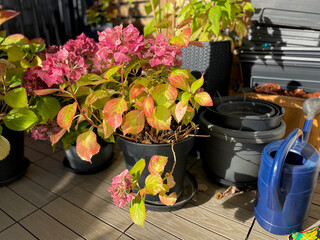 Beautiful blooming pink dried Hydrangea flowers with yellow pink leaves in decorative grey flower...