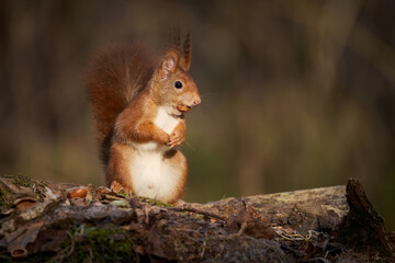 The European red squirrel (Sciurus vulgaris) is a rodent of the Sciuridae family widespread in Europe, but also in Asia.