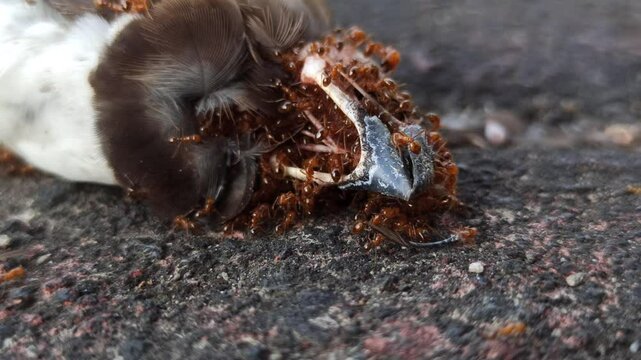 fire ant ferocity: fire ants swarm sparrows