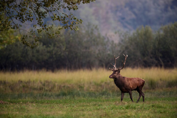 Beautiful and imposing male Red deer (Cervus elaphus)