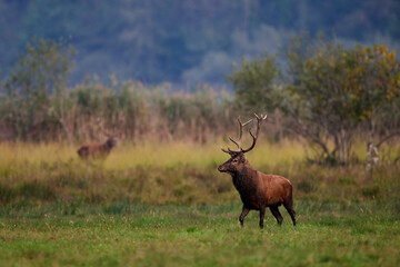 Beautiful and imposing male Red deer (Cervus elaphus)