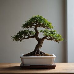 A small bonsai tree in a white ceramic pot sits on a wooden table in front of a white wall. The tree has a twisted trunk and lush green leaves.