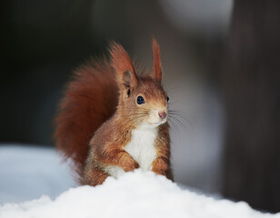 Red Squirrel Searching for Food in Snow