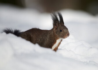 Red Squirrel Searching for Food in Snow