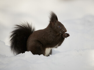 Red Squirrel Searching for Food in Snow