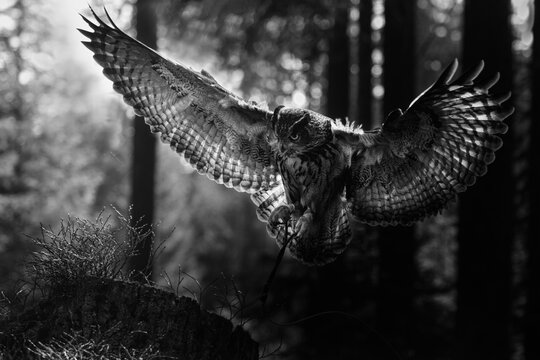 Black and white a Eurasian Eagle-Owl (Bubo bubo)