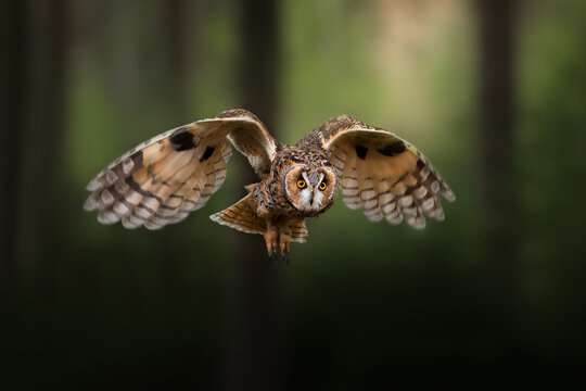 Detail portrait of long-eared owl is flying in forest.