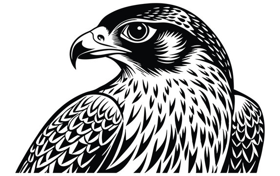 halcon imponente