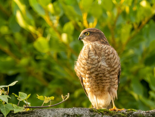 Close up of a beautiful sparrow hawk standing on a wall looking for prey