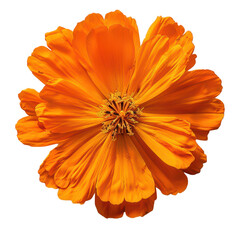 Vibrant orange flower close-up showcasing intricate petal details and a lively center, perfect for nature-themed projects. PNG transparent background.