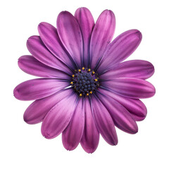 Vibrant purple flower with delicate petals and intricate detail, perfect for nature and floral enthusiasts. PNG transparent background.