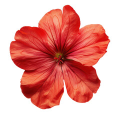 Vibrant red hibiscus flower showcasing delicate petals and rich color, perfect for nature-themed visuals and floral designs. PNG transparent background.