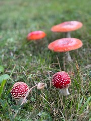 fly agaric in a meadow