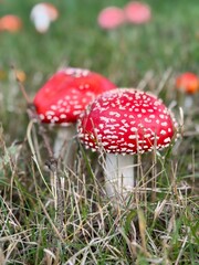 Fly agaric in a meadow