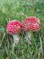 fly agaric in a meadow