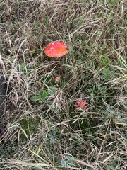 Fly agaric in a meadow