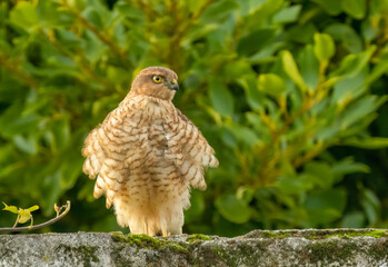 Close up of a beautiful sparrow hawk standing on a wall looking for prey