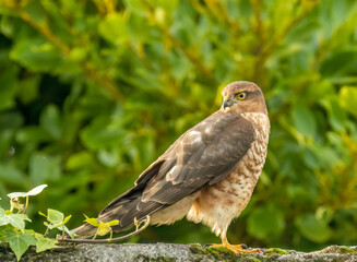 Close up of a beautiful sparrow hawk standing on a wall looking for prey