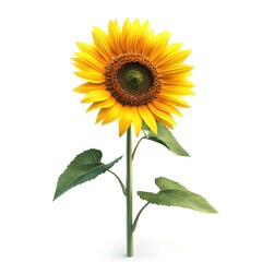 Obraz premium Realistic Sunflower on White Background