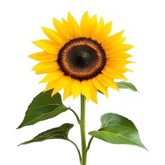 Obraz premium Realistic Sunflower on White Background