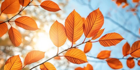Fototapeta premium Golden autumn leaves gently illuminated by soft sunlight on a tree branch