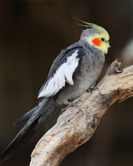 Cute Looking Cockatiel Sitting on a Branch