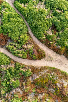 Aerial view of cliff top heather and gorse in flower with a serpentine path, St Agnes, England.