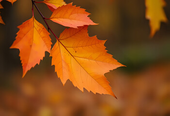 Obraz premium Autumn leaves on the ground. Colorful leaves on the ground