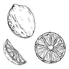 Lemon lime citrus grapefruit orange pomelo mandarin fruit salad ingredient slice. Hand drawn ink vector Isolated illustration. Design sweets restaurant cafe menu snack bar, recipe book, farmers market