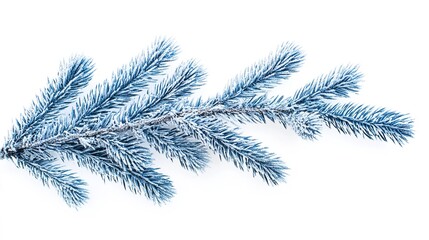 Obraz premium Blue Christmas Branches with Frost and Snow